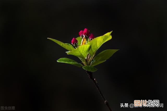 惊蛰的节气特点 惊蛰节气，吴藕汀《惊蛰》赏析