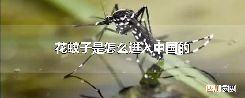 花蚊子是怎么进入中国的