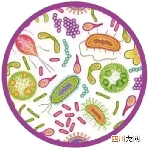 益生菌的作用与功效，看完您还敢滥用抗生素吗！