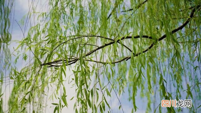 东南西北风的原版原唱 东南西北风