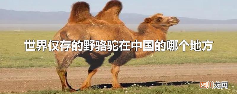 世界仅存的野骆驼在中国的哪个地方
