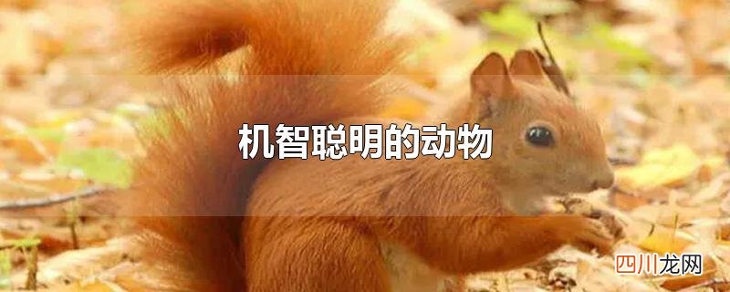 机智聪明的动物