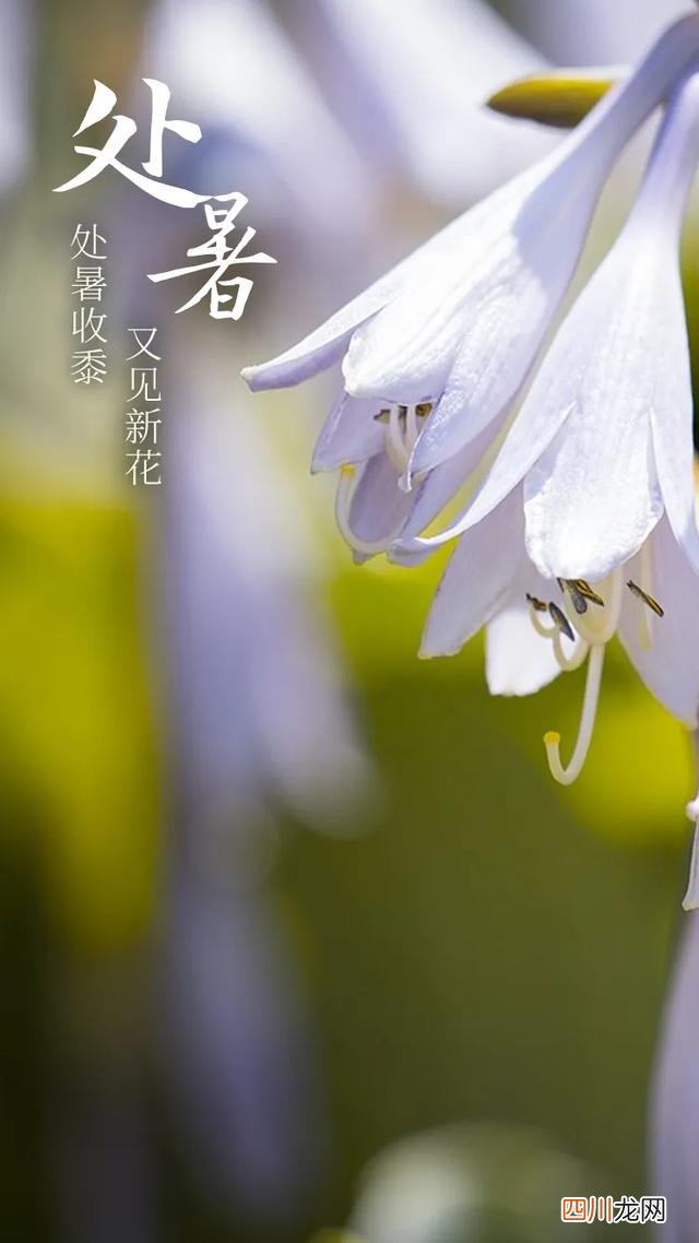 吃鸭子、放河灯、拜土地，这些处暑习俗和孩子一起体验