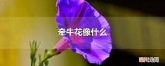 牵牛花像什么