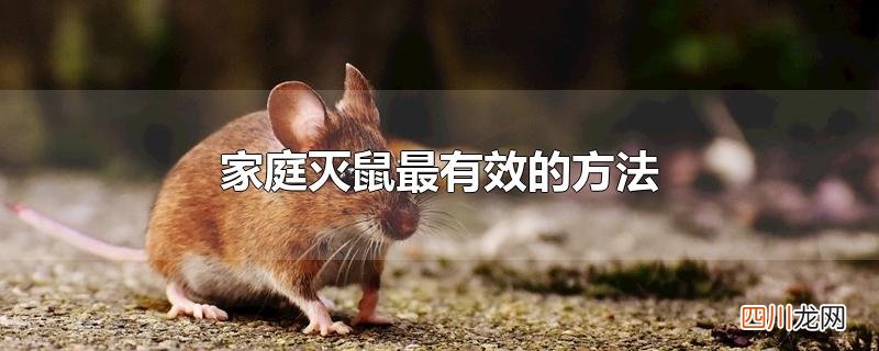 家庭灭鼠最有效的方法