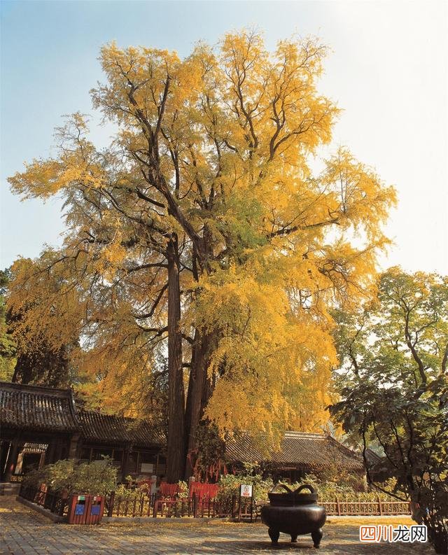 世界古树树龄排名 全球古树最多的城市选树王，第一名3500岁，要9个人才能抱拢