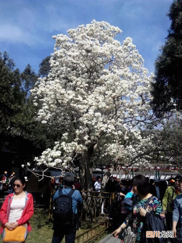 世界古树树龄排名 全球古树最多的城市选树王，第一名3500岁，要9个人才能抱拢