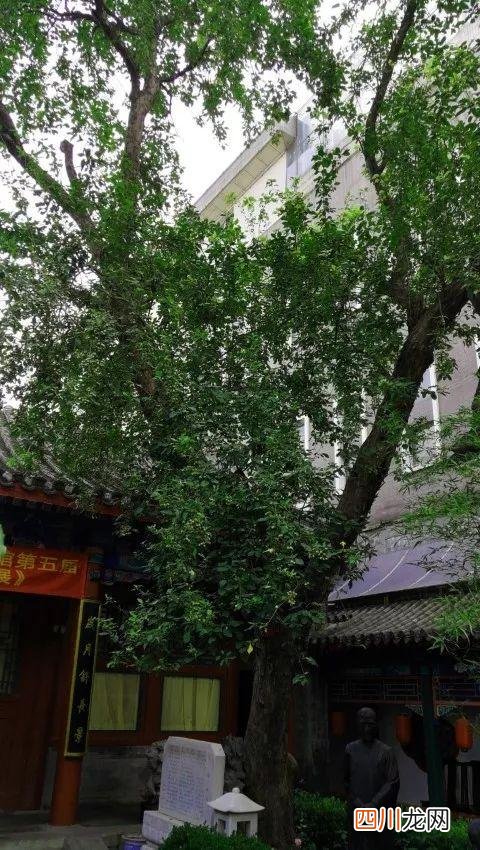 世界古树树龄排名 全球古树最多的城市选树王，第一名3500岁，要9个人才能抱拢
