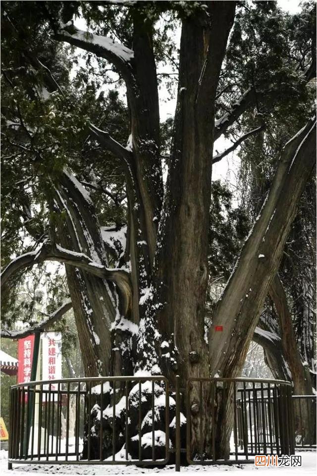 世界古树树龄排名 全球古树最多的城市选树王，第一名3500岁，要9个人才能抱拢