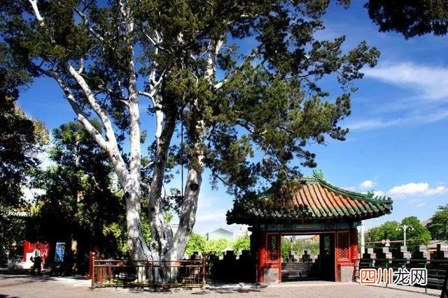 世界古树树龄排名 全球古树最多的城市选树王，第一名3500岁，要9个人才能抱拢