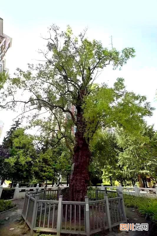 世界古树树龄排名 全球古树最多的城市选树王，第一名3500岁，要9个人才能抱拢