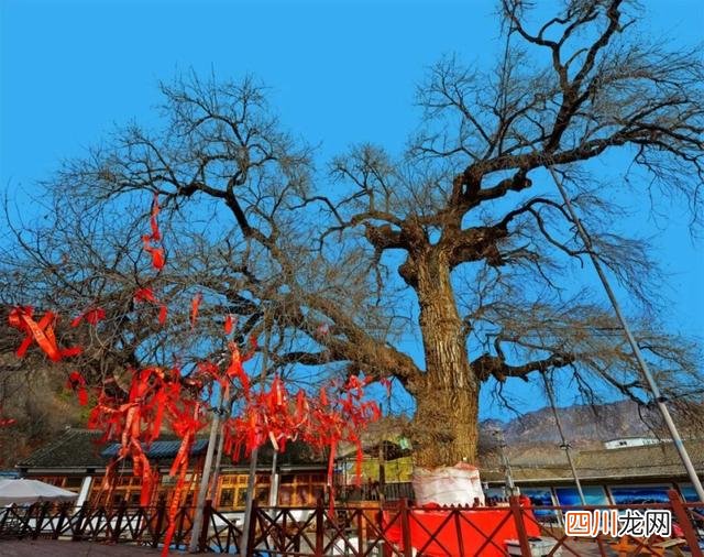 世界古树树龄排名 全球古树最多的城市选树王，第一名3500岁，要9个人才能抱拢