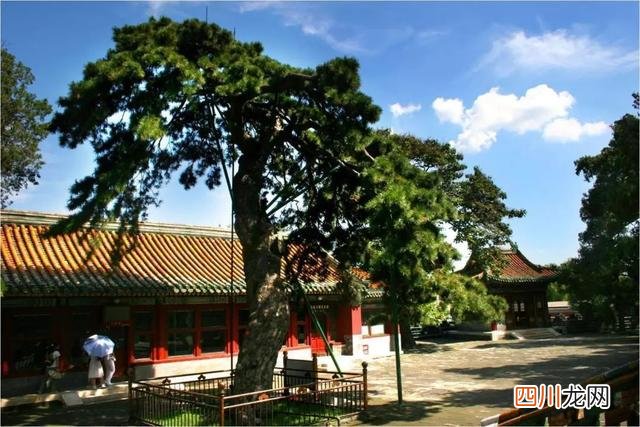 世界古树树龄排名 全球古树最多的城市选树王，第一名3500岁，要9个人才能抱拢