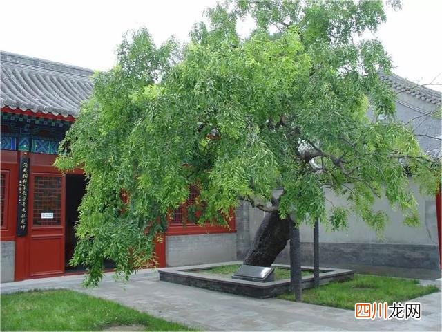 世界古树树龄排名 全球古树最多的城市选树王，第一名3500岁，要9个人才能抱拢