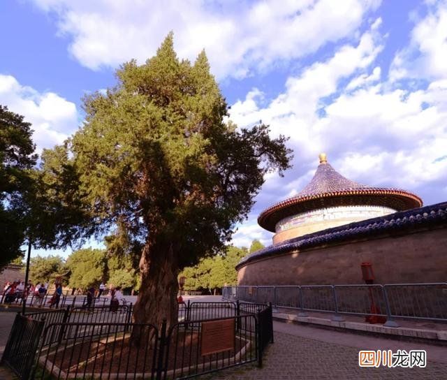 世界古树树龄排名 全球古树最多的城市选树王，第一名3500岁，要9个人才能抱拢