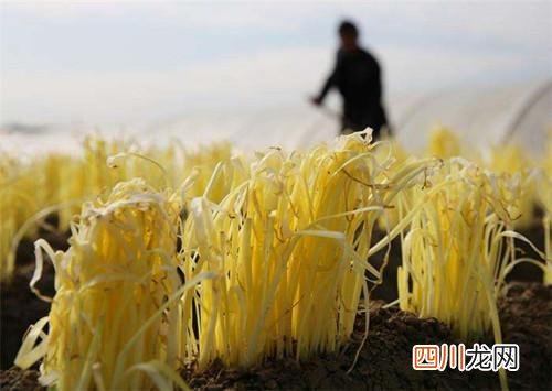 韭黄和韭菜有什么区别 韭黄是什么中出来的