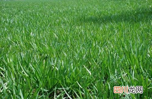 韭黄和韭菜有什么区别 韭黄是什么中出来的