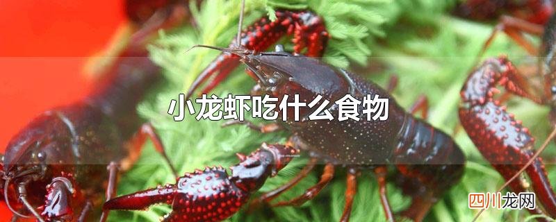 小龙虾吃什么食物
