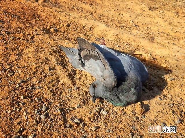 防禽流感扩散 韩国扑杀440多万只家禽