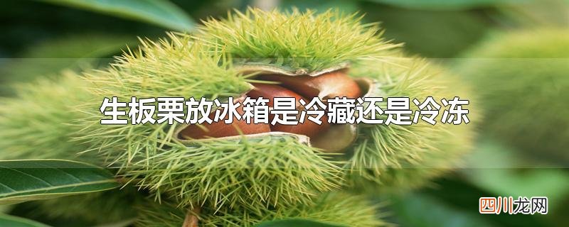 生板栗放冰箱是冷藏还是冷冻