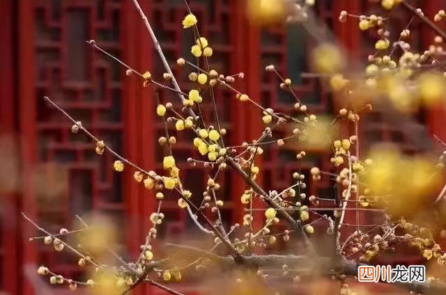重庆赏梅的地方 冬天，重庆主城这四个赏梅的好去处，千万别错