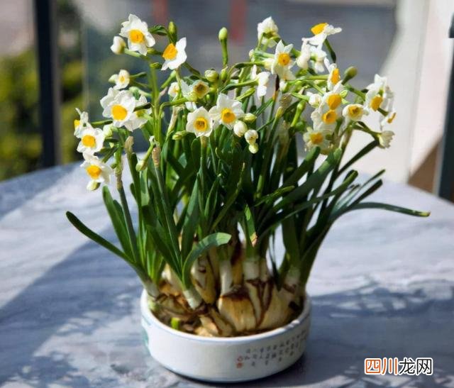 这种花有毒吗 9种“有毒”花，家中很常见，光看别动它，不然很“麻烦”