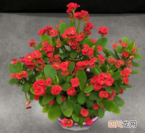 这种花有毒吗 9种“有毒”花，家中很常见，光看别动它，不然很“麻烦”