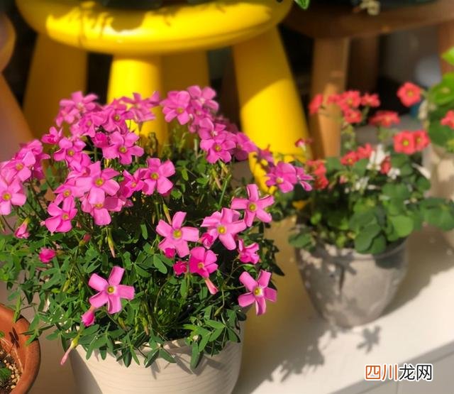 这种花有毒吗 9种“有毒”花，家中很常见，光看别动它，不然很“麻烦”