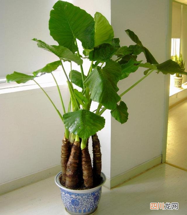 这种花有毒吗 9种“有毒”花，家中很常见，光看别动它，不然很“麻烦”