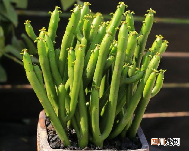 这种花有毒吗 9种“有毒”花，家中很常见，光看别动它，不然很“麻烦”