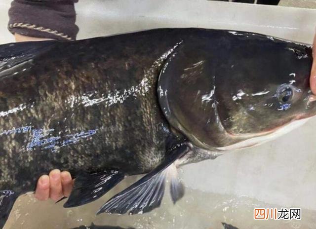 浙江男子吃完鱼，发现鱼骨少一截，店家主动免单，被拒：不差钱