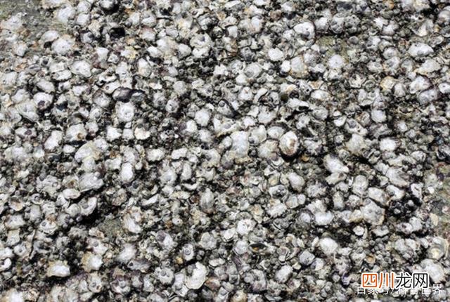 为啥鲸鱼身上能长藤壶 藤壶是什么东西