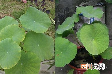 鱼塘初学者养殖睡莲的技术 睡莲的种植方法