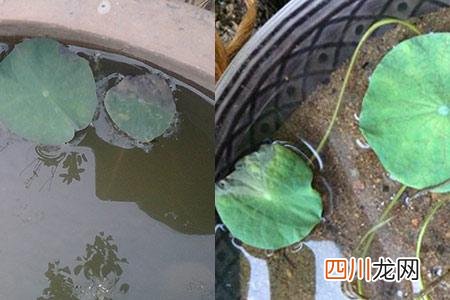 鱼塘初学者养殖睡莲的技术 睡莲的种植方法
