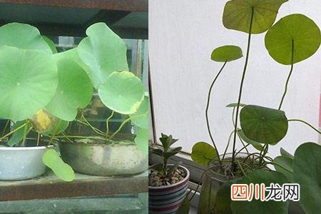鱼塘初学者养殖睡莲的技术 睡莲的种植方法