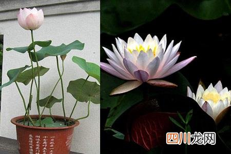 鱼塘初学者养殖睡莲的技术 睡莲的种植方法