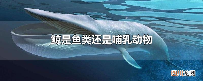 鲸是鱼类还是哺乳动物