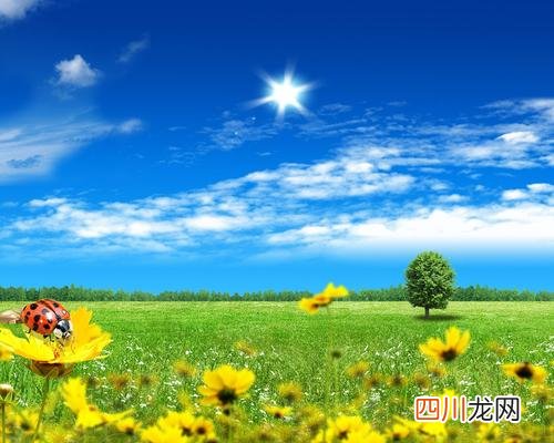 米兰花品种都有哪些