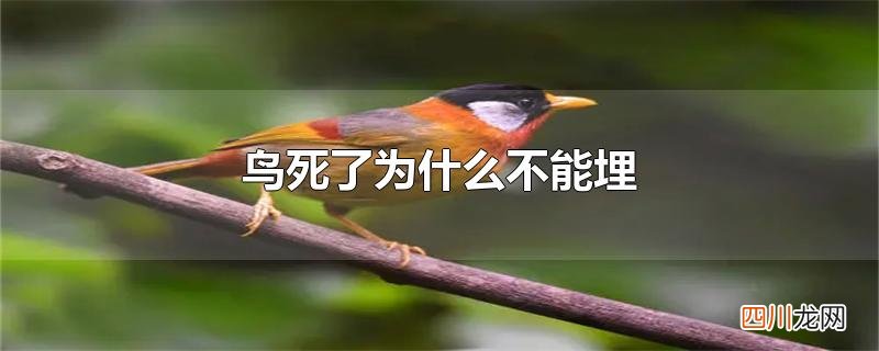 鸟死了为什么不能埋