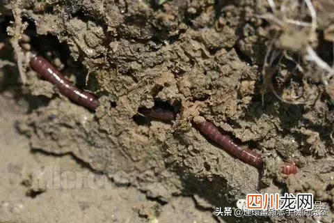 看看你身边的昆虫是益虫还是害虫 蝴蝶是益虫还是害虫