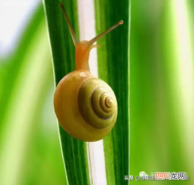 看看你身边的昆虫是益虫还是害虫 蝴蝶是益虫还是害虫