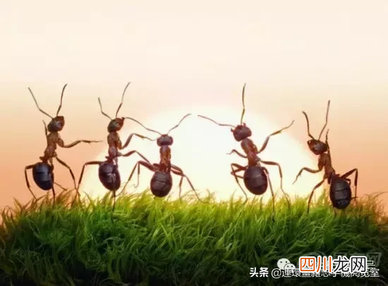 看看你身边的昆虫是益虫还是害虫 蝴蝶是益虫还是害虫