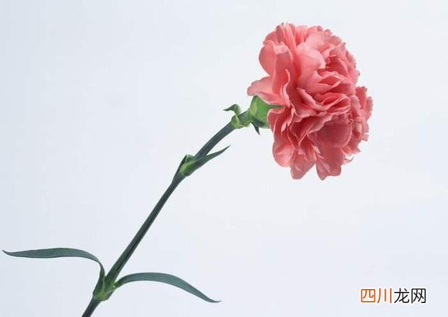 毕业季适合送给老师的礼物 适合送给老师的礼物
