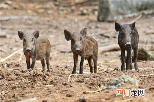 野猪是不是三有动物？现在还是保护动物吗？附官方最新规定！