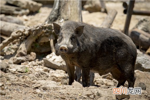 野猪是不是三有动物？现在还是保护动物吗？附官方最新规定！