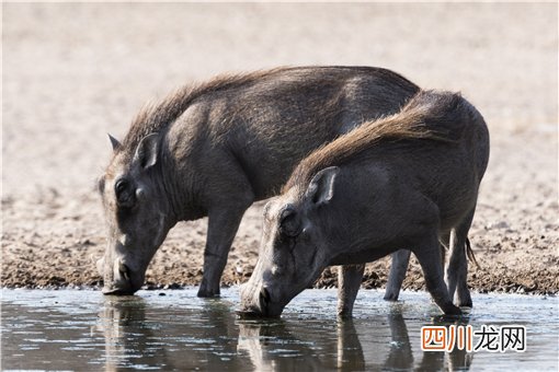 野猪是不是三有动物？现在还是保护动物吗？附官方最新规定！