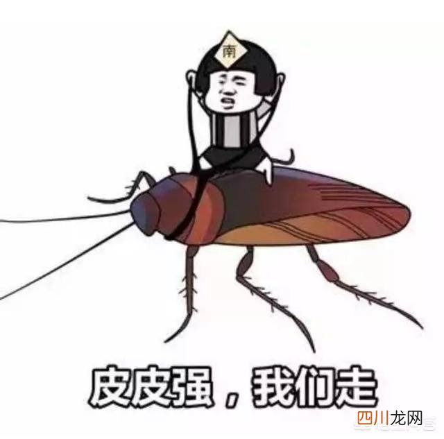 厨房除蟑螂最有效的方法 除蟑螂最有效的方法
