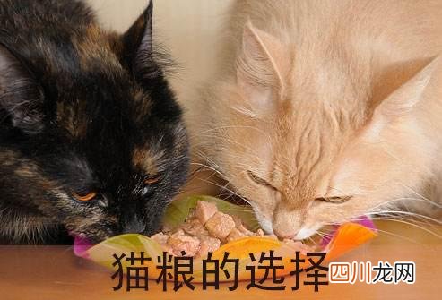 猫能吃的20种食物 猫最喜欢吃什么东西能长胖