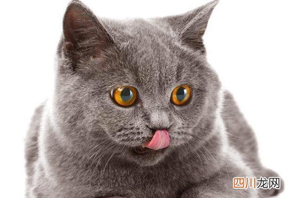 猫能吃的20种食物 猫最喜欢吃什么东西能长胖