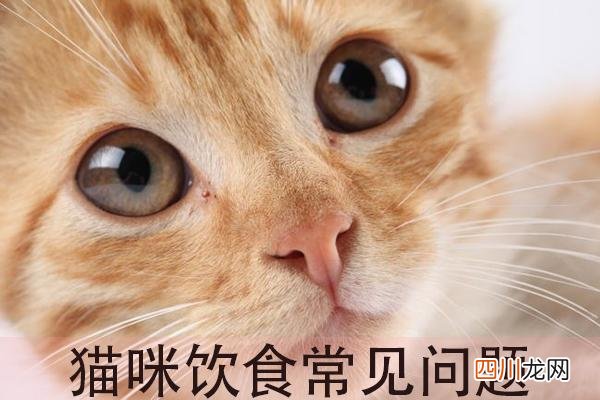 猫能吃的20种食物 猫最喜欢吃什么东西能长胖